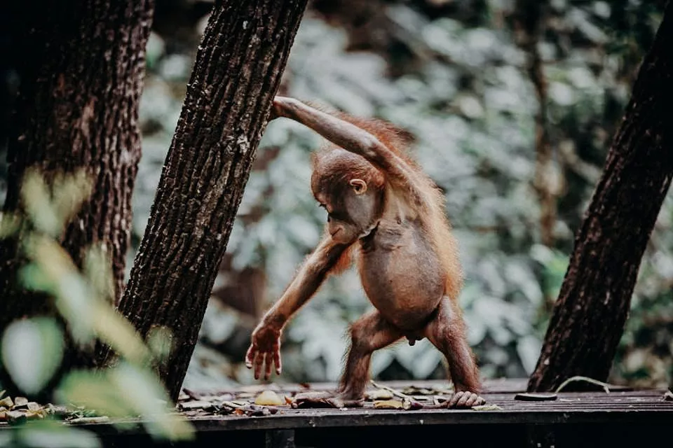 6 Ways to Tell if an Orangutan Reserve is Ethical (According to Conservationists)